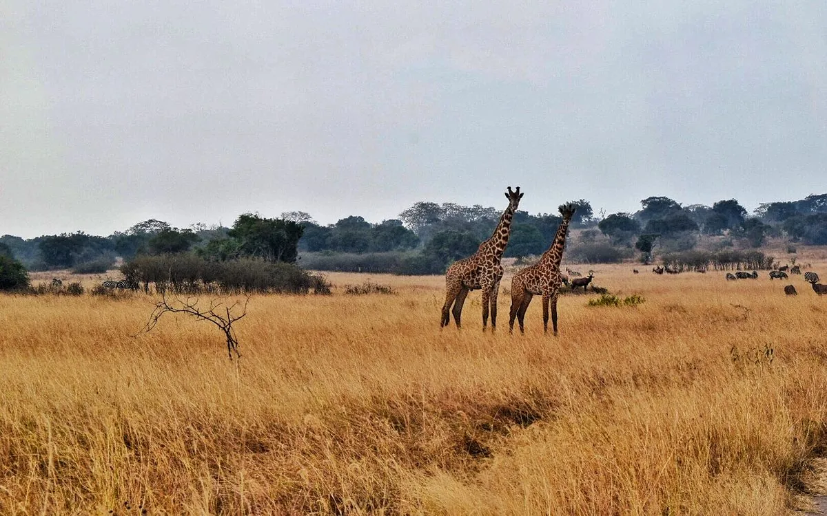 Giraffes on the Akagera savannah