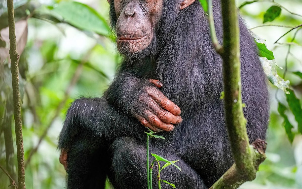 A chimpanzee in the Kibale forest