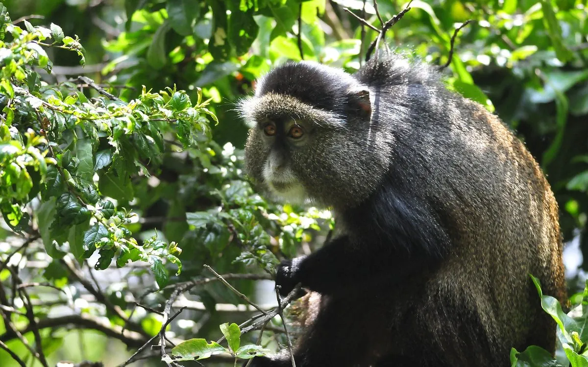 A golden monkey in the Mgahinga forest