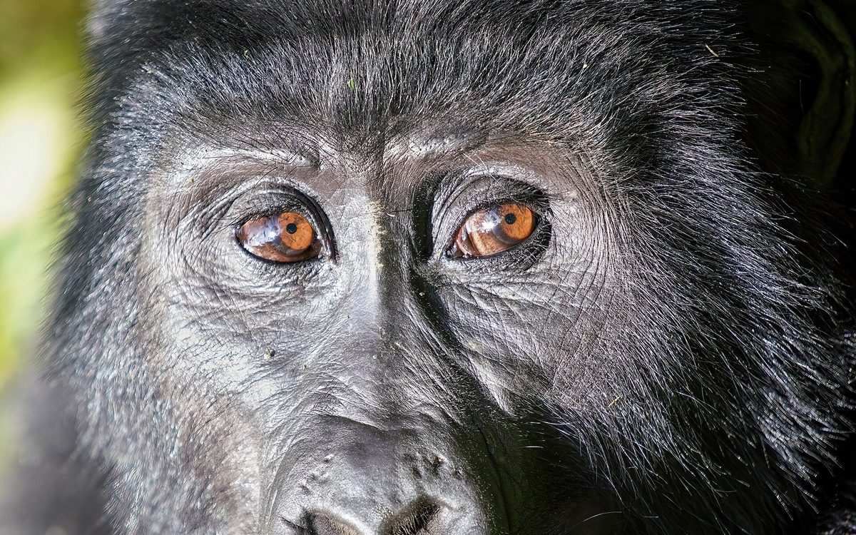 A mountain gorilla in the Bwindi Impenetrable Forest
