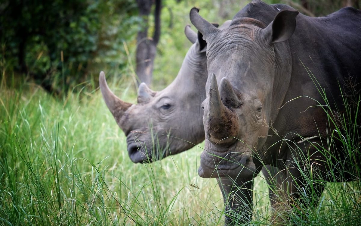 White rhinoceros at the Ziwa sanctuary